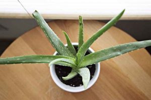 Aloe Vera For Pimple